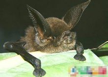 蝙蝠能用耳朵与嘴“看东西”