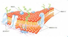 生物膜的流动镶嵌模型