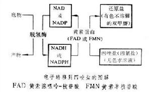 细胞化学